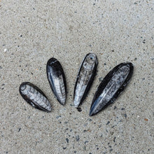 Indlæs billede til gallerivisning Orthoceras Vedhæng