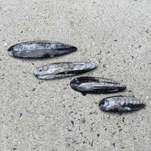 Indlæs billede til gallerivisning Orthoceras Vedhæng