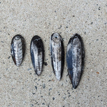 Indlæs billede til gallerivisning Orthoceras Vedhæng