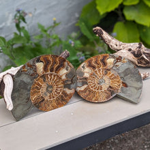 Indlæs billede til gallerivisning Stor Poleret Ammonit Par