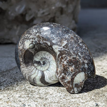 Load image into Gallery viewer, Polerede Ammonitter