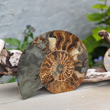 Indlæs billede til gallerivisning Stor Poleret Ammonit Par