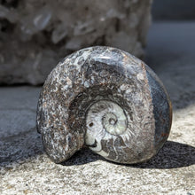 Load image into Gallery viewer, Polerede Ammonitter