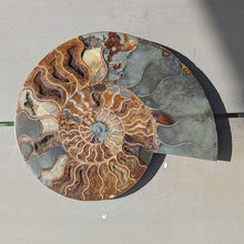 Indlæs billede til gallerivisning Stor Poleret Ammonit Par