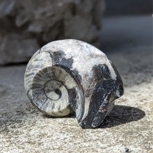 Indlæs billede til gallerivisning Små Polerede Ammonitter