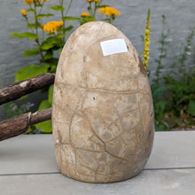 Indlæs billede til gallerivisning Septarie - drageæg