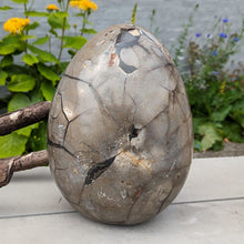 Indlæs billede til gallerivisning Septarie - drageæg