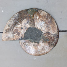 Indlæs billede til gallerivisning Stor Poleret Ammonit Par