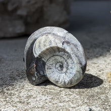 Indlæs billede til gallerivisning Små Polerede Ammonitter