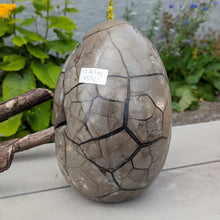 Indlæs billede til gallerivisning Septarie - drageæg