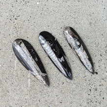 Indlæs billede til gallerivisning Mellem Polerede Orthoceras