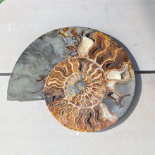 Indlæs billede til gallerivisning Stor Poleret Ammonit Par