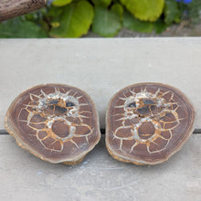 Indlæs billede til gallerivisning Små poleret septarie par