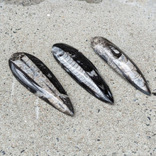 Indlæs billede til gallerivisning Mellem Polerede Orthoceras