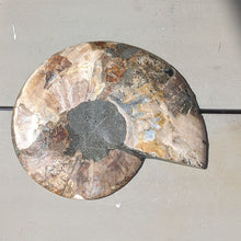 Indlæs billede til gallerivisning Stor Poleret Ammonit Par
