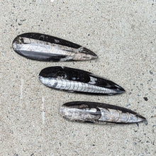 Indlæs billede til gallerivisning Mellem Polerede Orthoceras