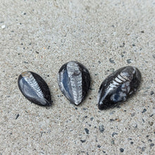 Indlæs billede til gallerivisning Små Polerede Orthoceras