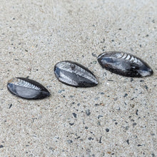 Indlæs billede til gallerivisning Små Polerede Orthoceras