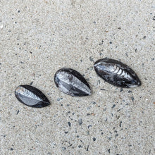 Indlæs billede til gallerivisning Små Polerede Orthoceras