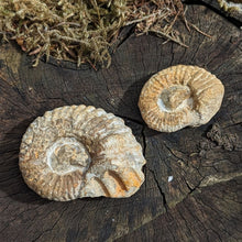 Indlæs billede til gallerivisning Rå Ammonitter