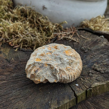 Indlæs billede til gallerivisning Rå Ammonitter