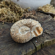 Indlæs billede til gallerivisning Rå Ammonitter