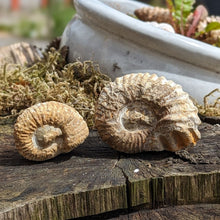 Indlæs billede til gallerivisning Rå Ammonitter