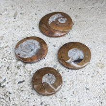 Indlæs billede til gallerivisning Ammonitter til lommen