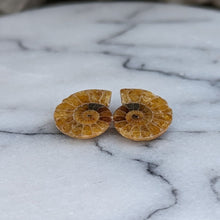 Load image into Gallery viewer, Små Poleret Ammonitter par