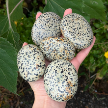 Load image into Gallery viewer, Dalmatiner jaspis palmstones