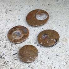 Indlæs billede til gallerivisning Ammonitter til lommen