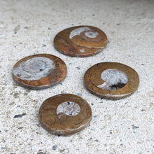 Indlæs billede til gallerivisning Ammonitter til lommen