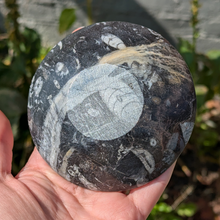 Indlæs billede til gallerivisning Orthocera skål