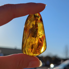 Indlæs billede til gallerivisning Rav