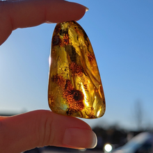 Indlæs billede til gallerivisning Rav