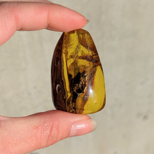 Indlæs billede til gallerivisning Rav