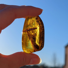 Indlæs billede til gallerivisning Rav