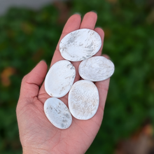 Load image into Gallery viewer, Scolecit nussesten