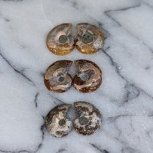 Load image into Gallery viewer, Små Poleret Ammonitter par