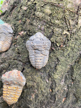 Indlæs billede til gallerivisning Lille Trilobit
